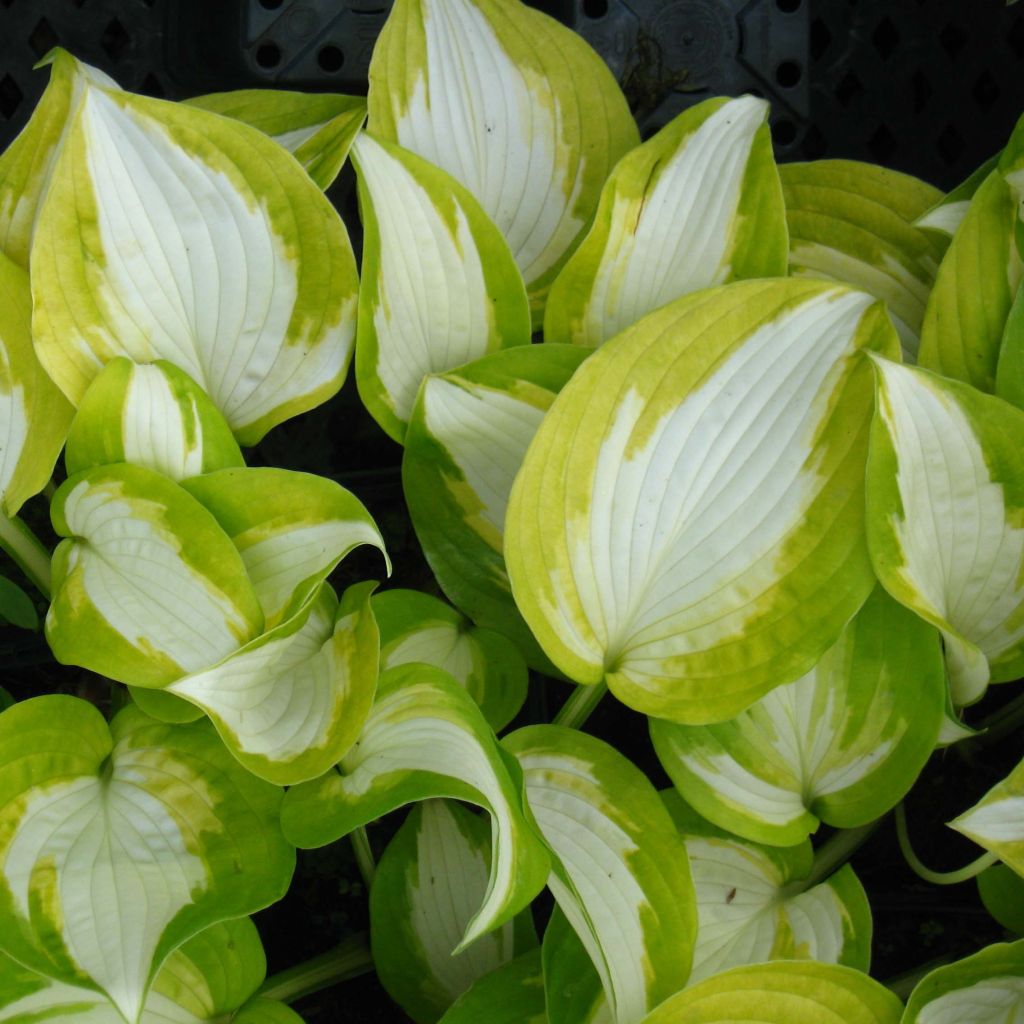 Hosta Summer Music