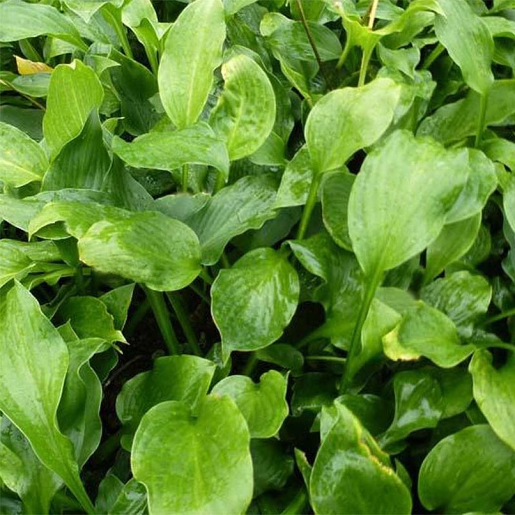 Hosta Tall Boy