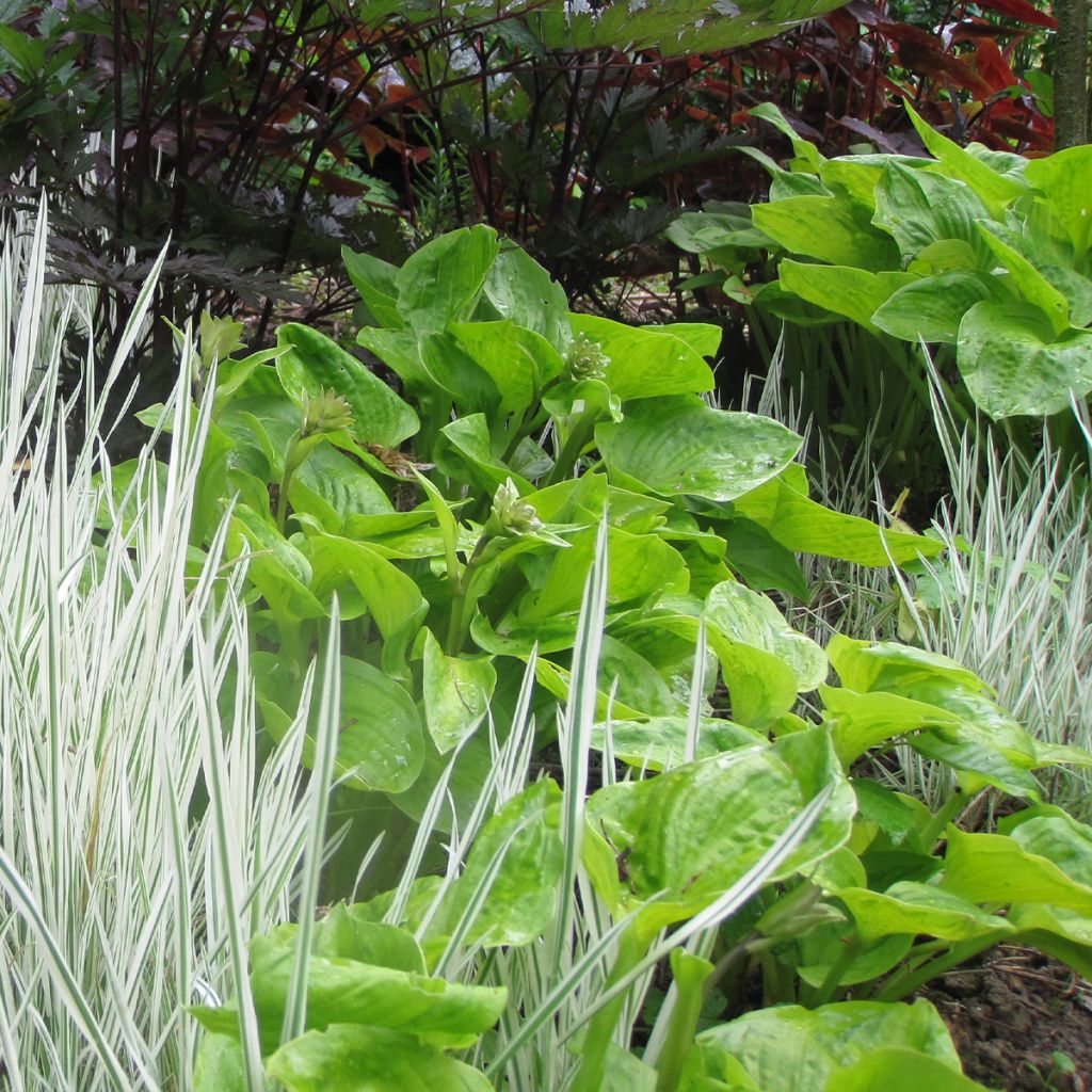 Hosta Tattoo