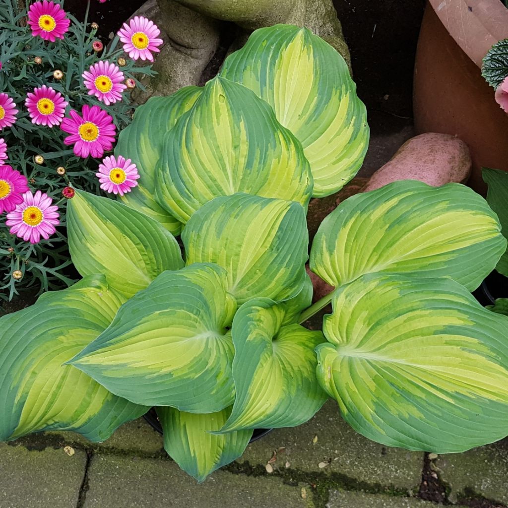 Hosta The Queen