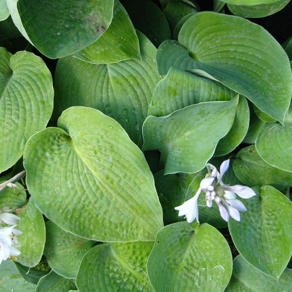 Hosta True Blue