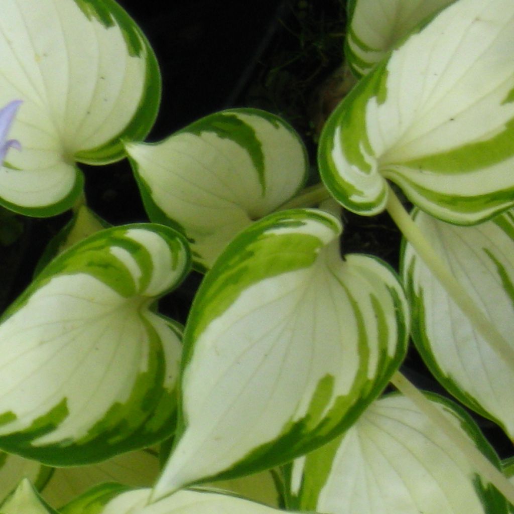 Hosta Warwick Delight