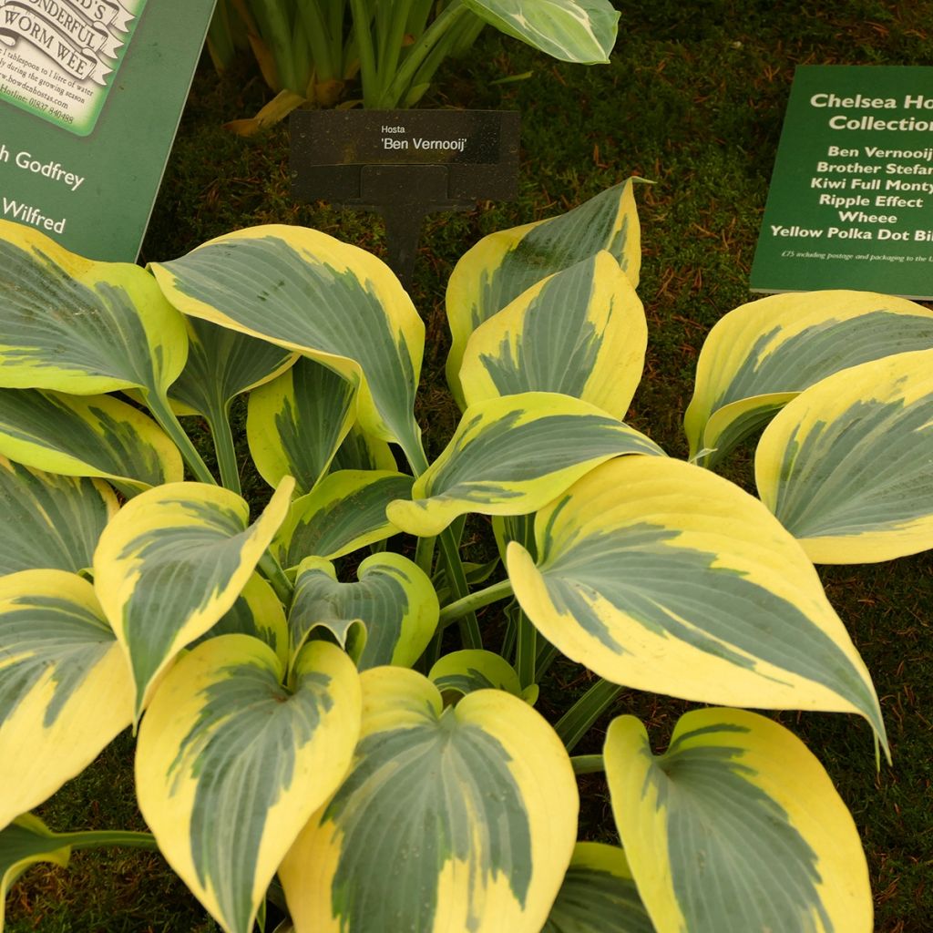 Hosta Yellow Polka Dot Bikini