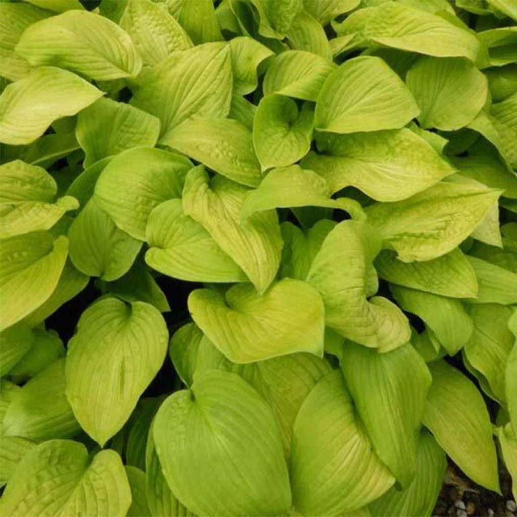 Hosta Zodiac