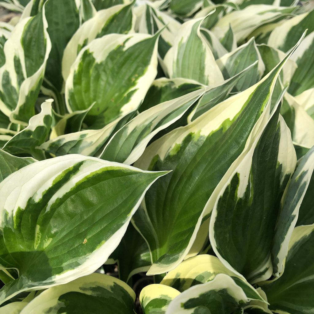 Hosta fortunei Patriot