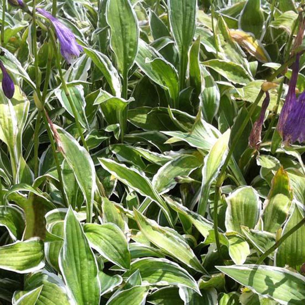 Hosta hybride Krossa Cream Edge - Hosta nigrescens Krossa Cream Edge