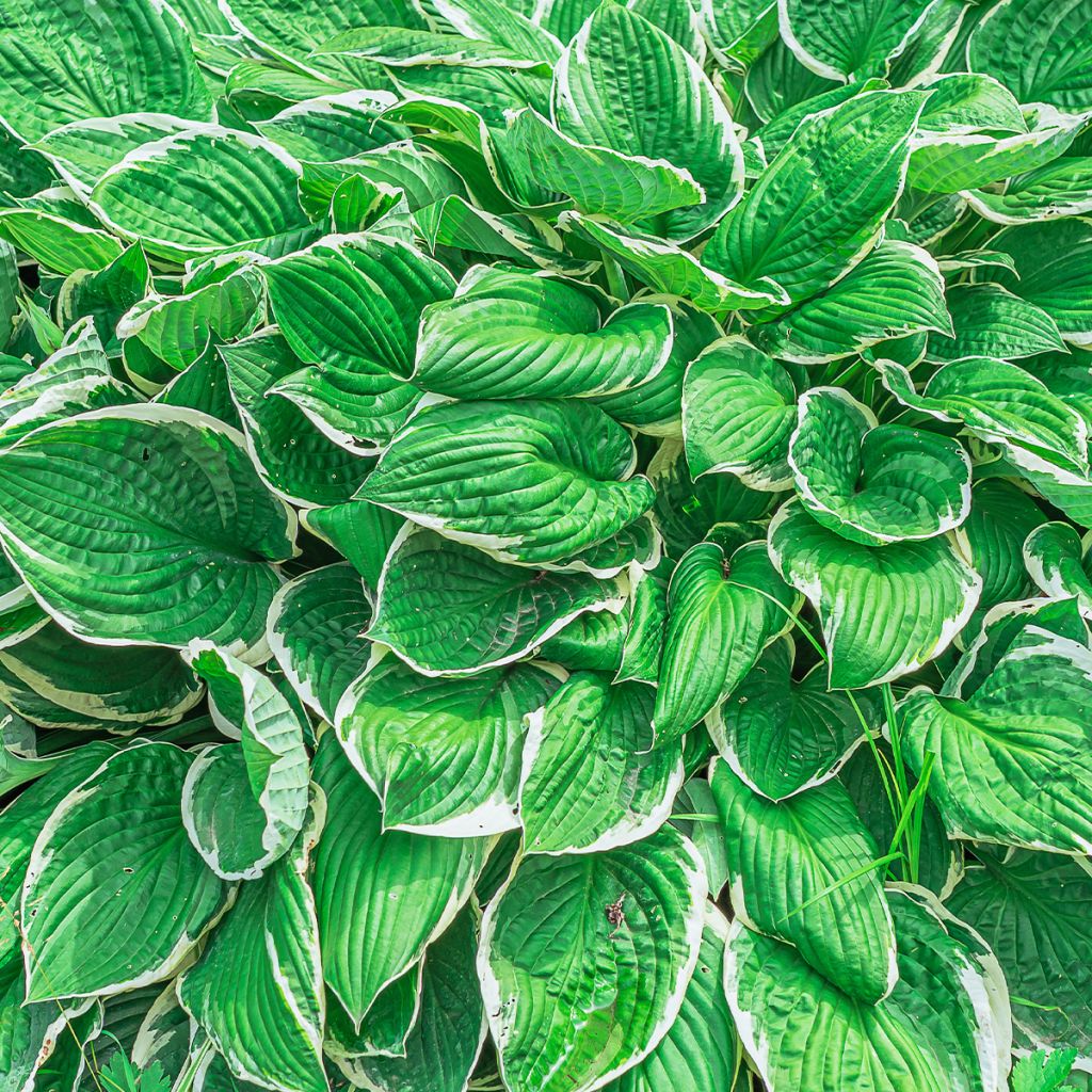 Hosta sieboldii var alba