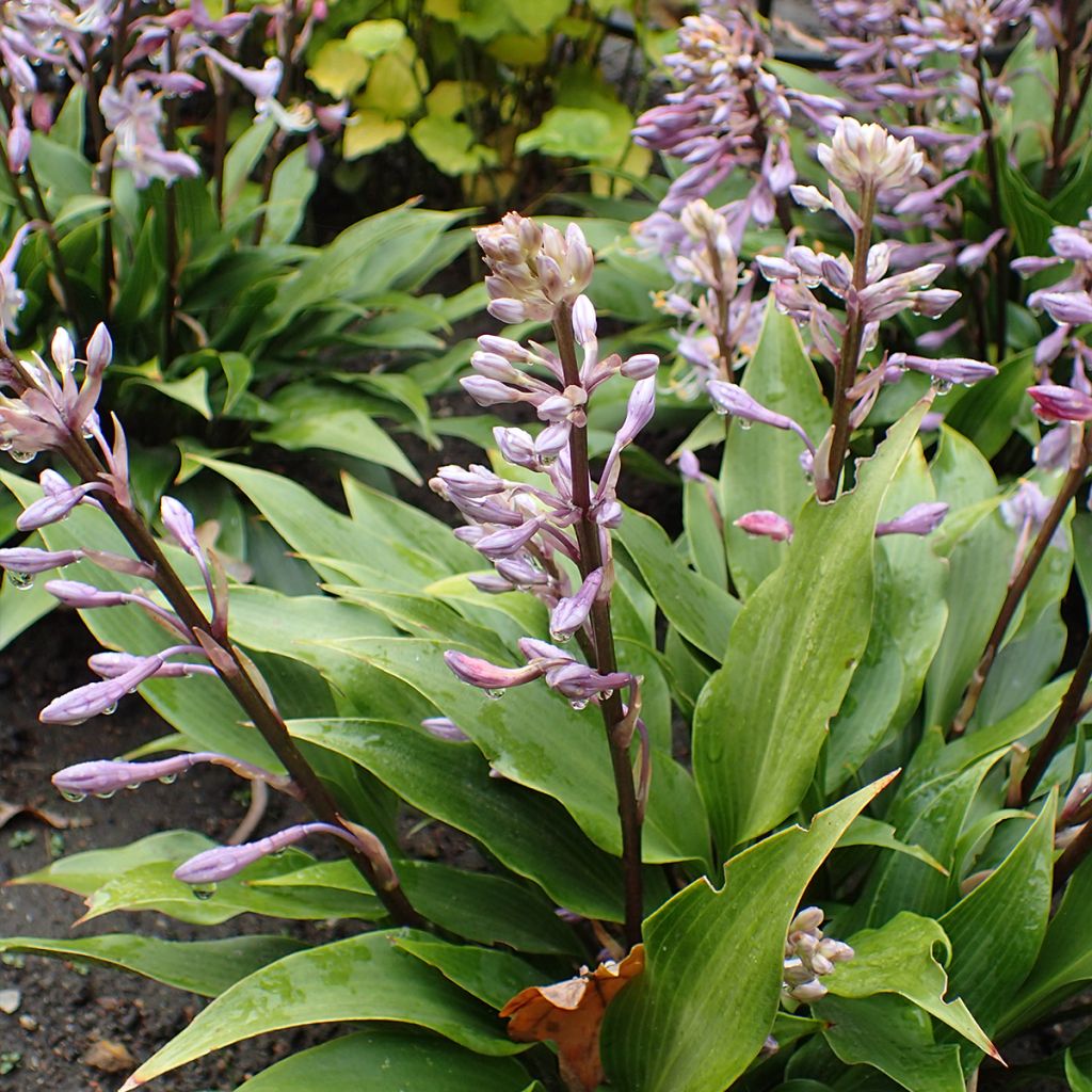 Hosta tardiflora