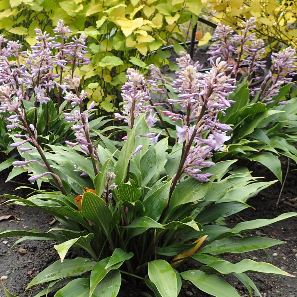 Hosta tardiflora