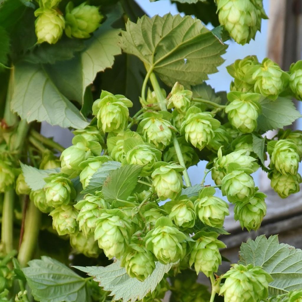 Humulus lupulus Hallertau Tradition - Common Hop