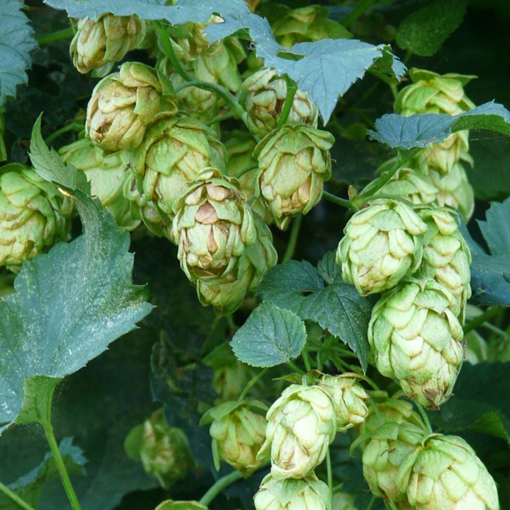 Humulus lupulus Hallertau Tradition - Common Hop