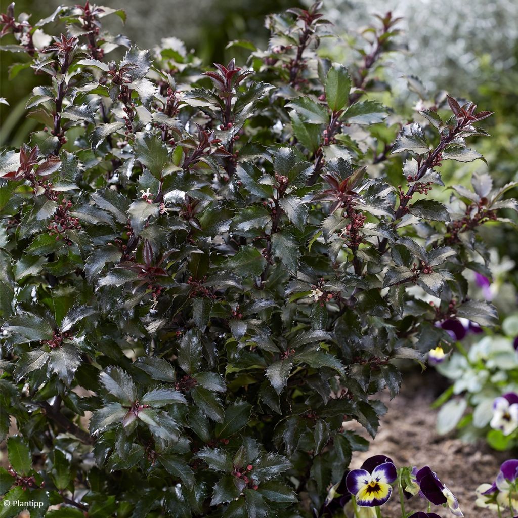 Houx - Ilex meserveae Gentle ('Annys Dwarf')