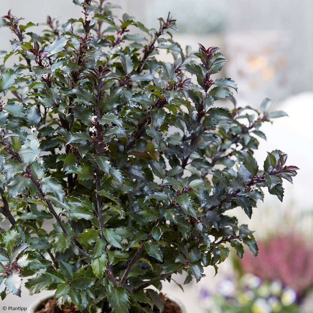 Houx - Ilex meserveae Gentle ('Annys Dwarf')