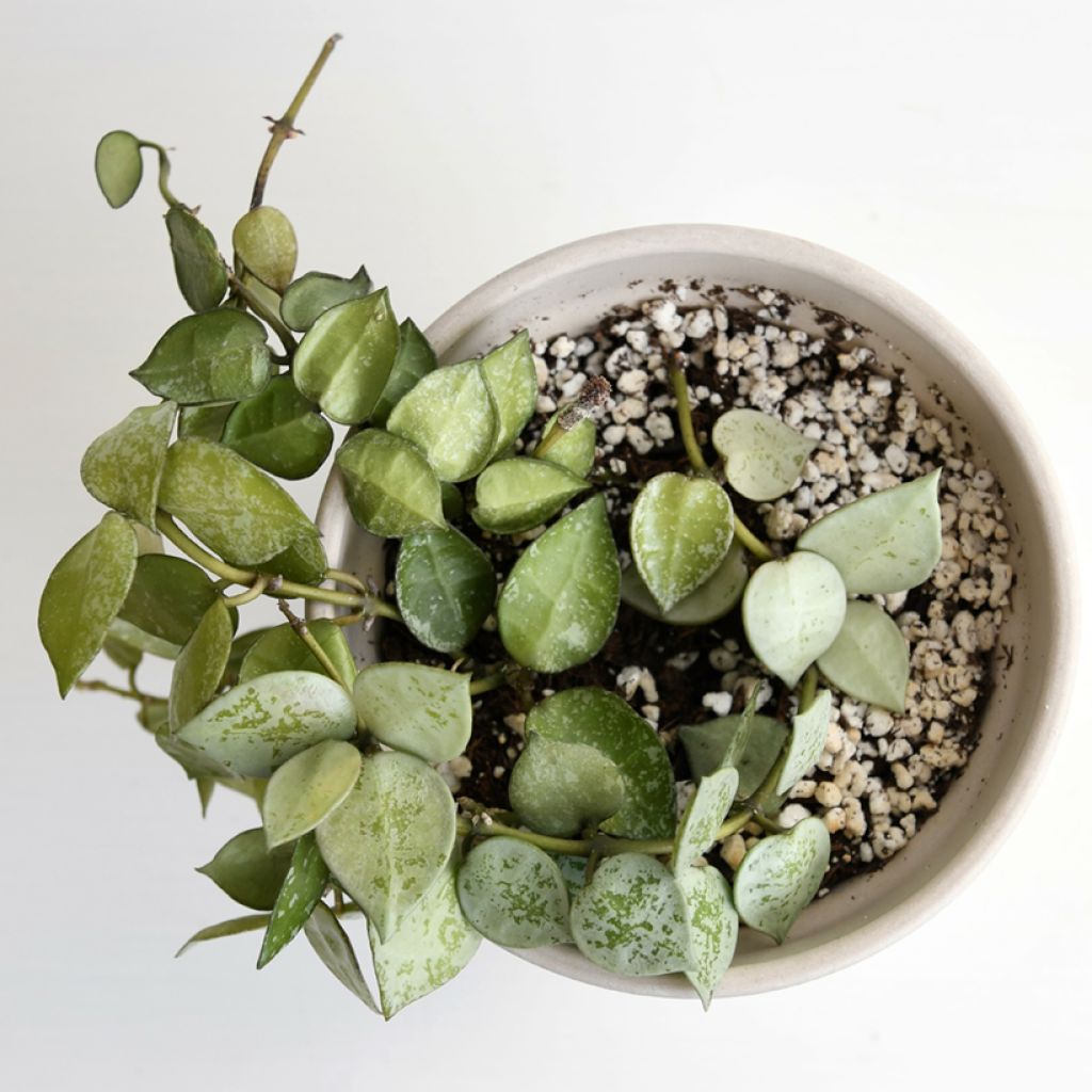Hoya krohniana Eskimo - Wax plant