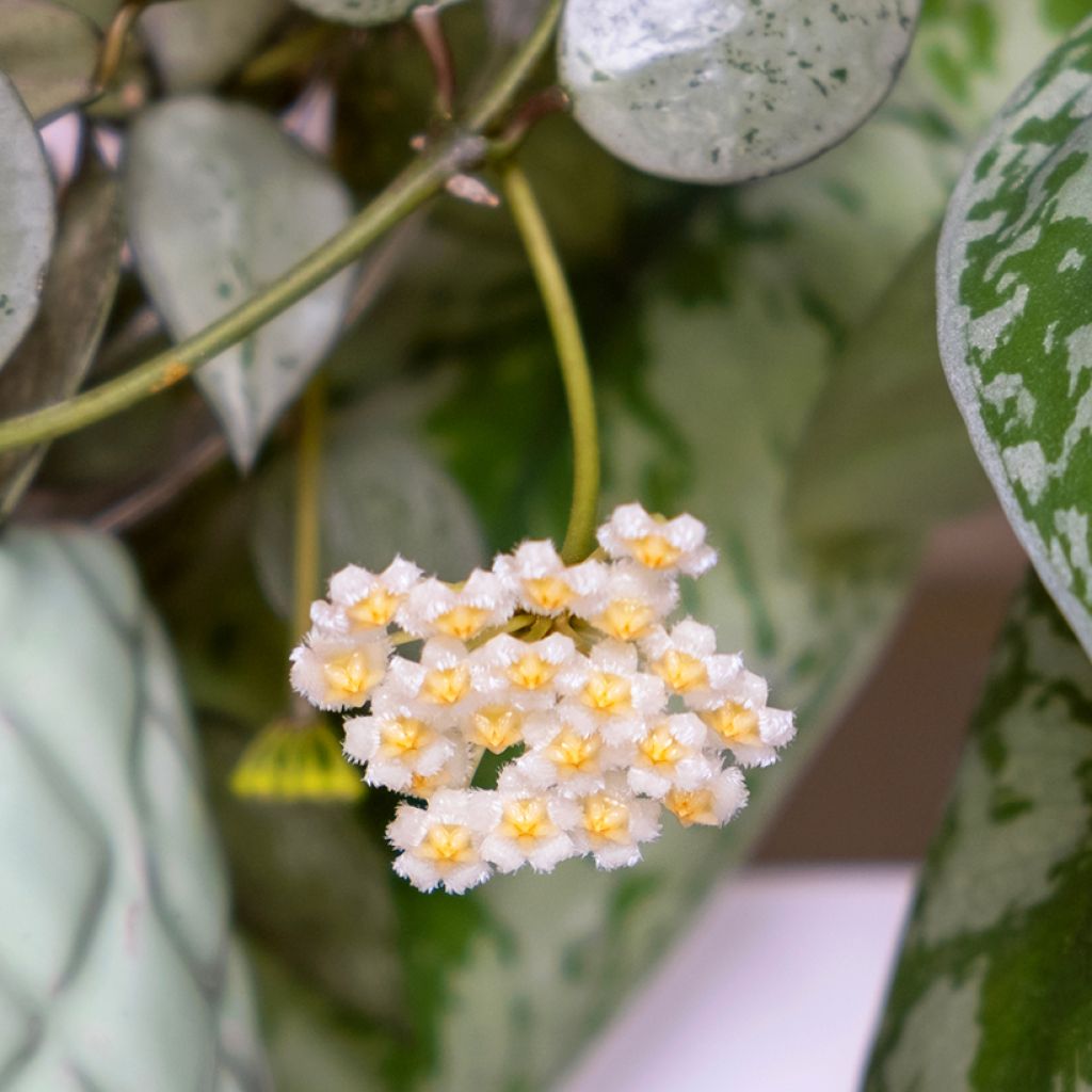 Hoya krohniana Eskimo - Wax plant