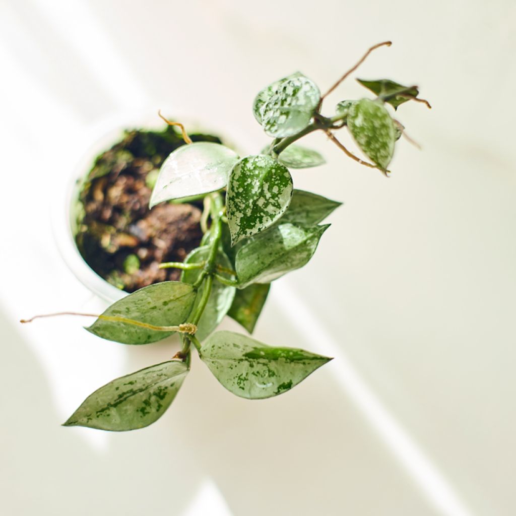 Hoya krohniana Eskimo - Wax plant