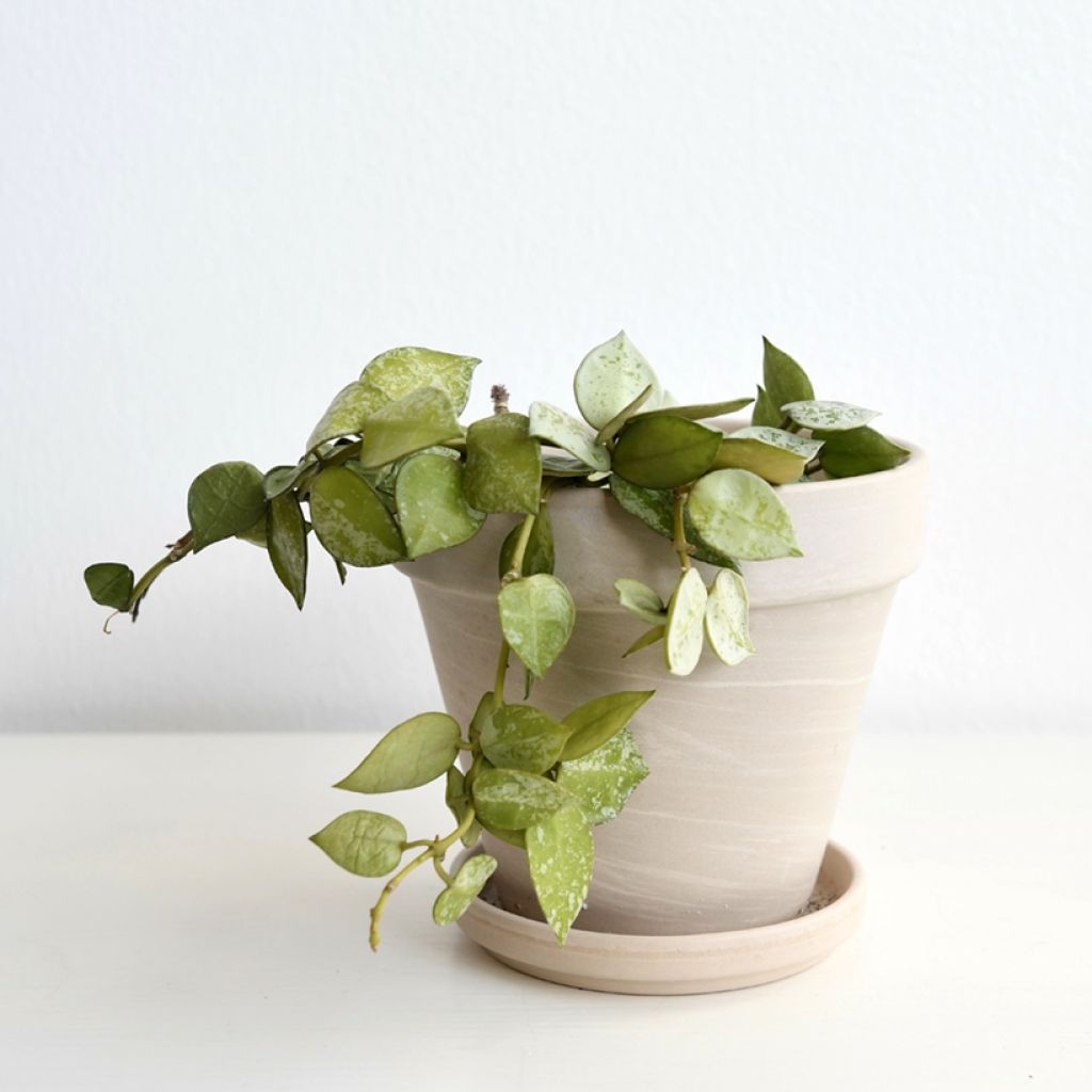 Hoya krohniana Eskimo - Wax plant