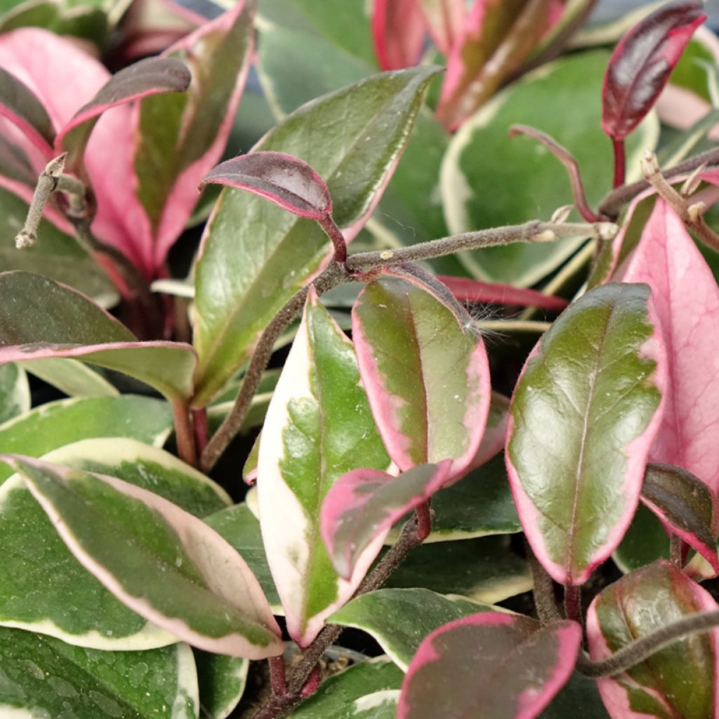 Hoya carnosa Flamingo Dream - Wax plant