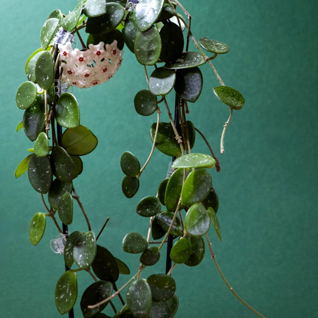 Hoya carnosa x serpens Mathilde Splash - Wax plant