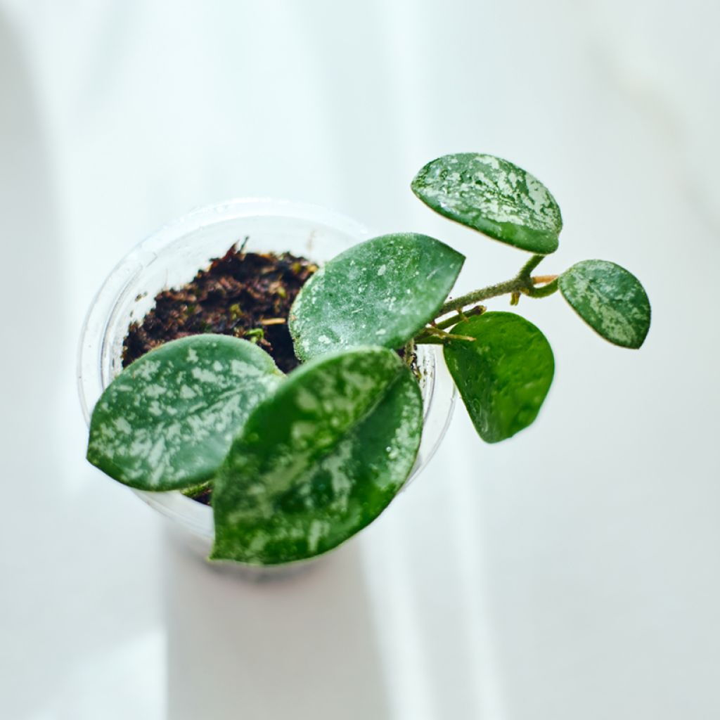 Hoya carnosa x serpens Mathilde Splash - Wax plant
