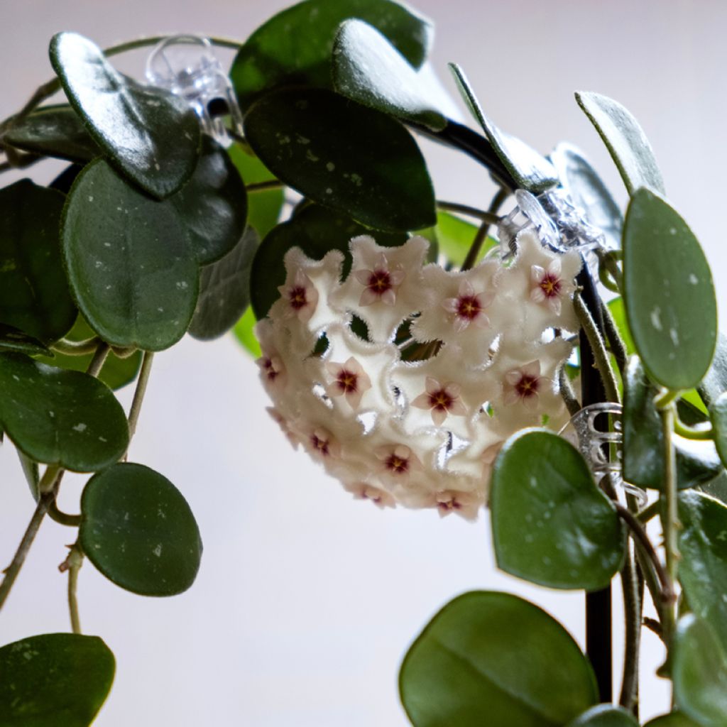 Hoya carnosa x serpens Mathilde Splash - Wax plant