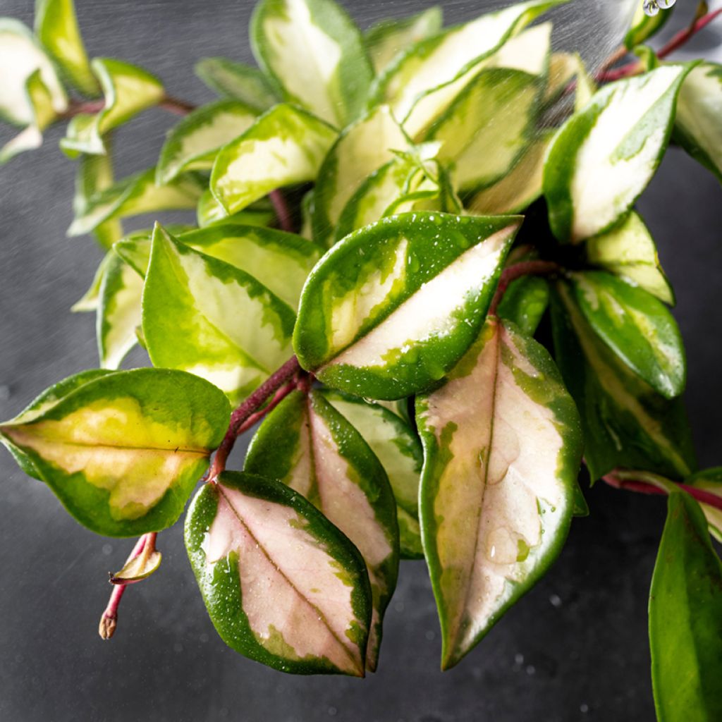 Hoya carnosa Tricolor - Wax plant
