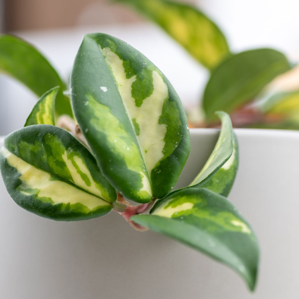 Hoya carnosa Tricolor - Wax plant