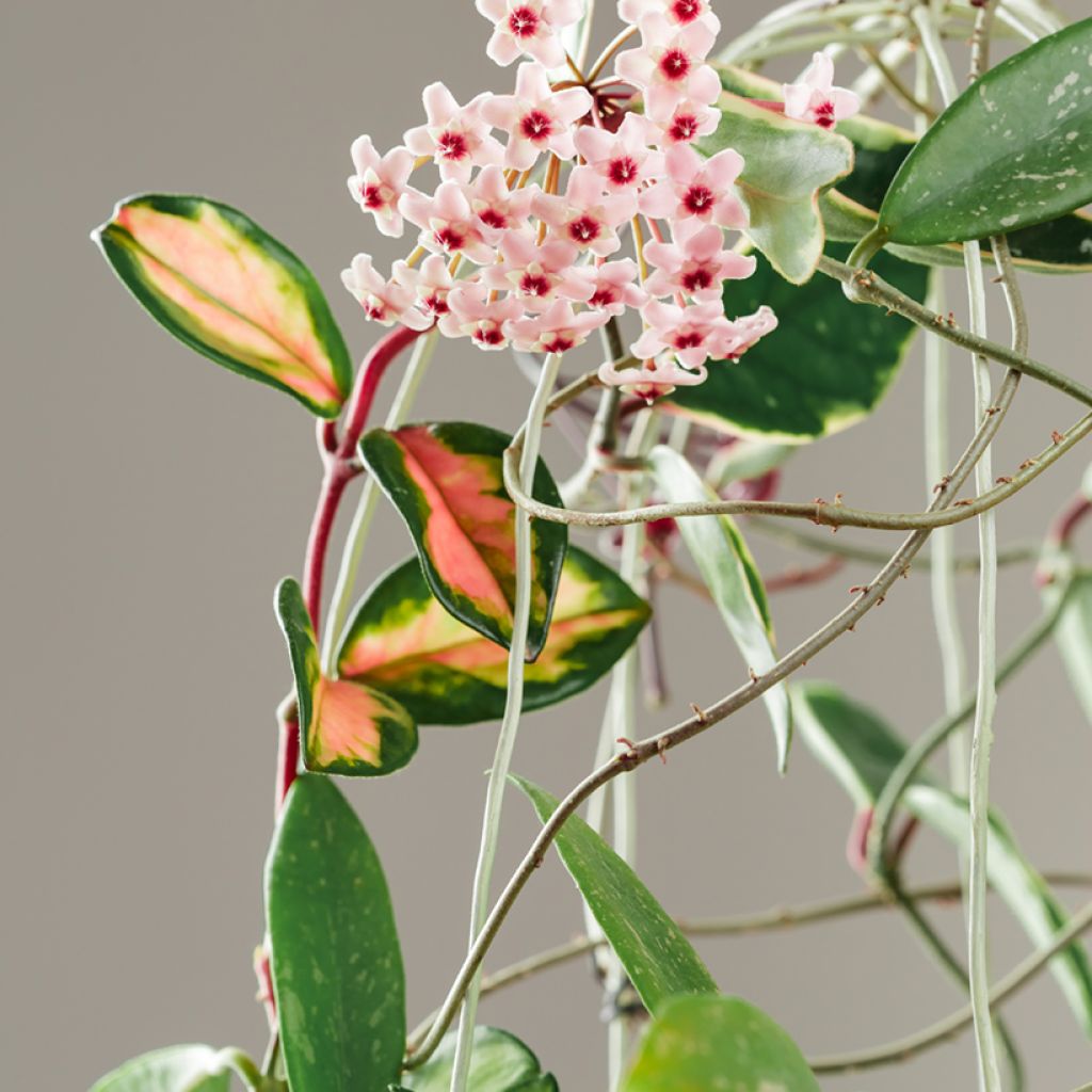 Hoya carnosa Tricolor - Wax plant
