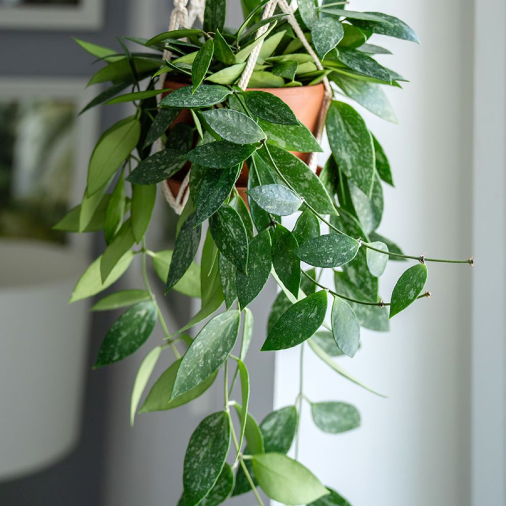 Hoya gracilis - Wax plant