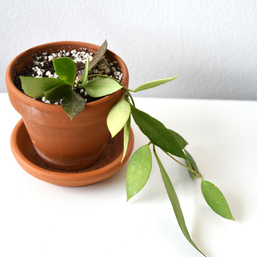 Hoya gracilis - Wax plant