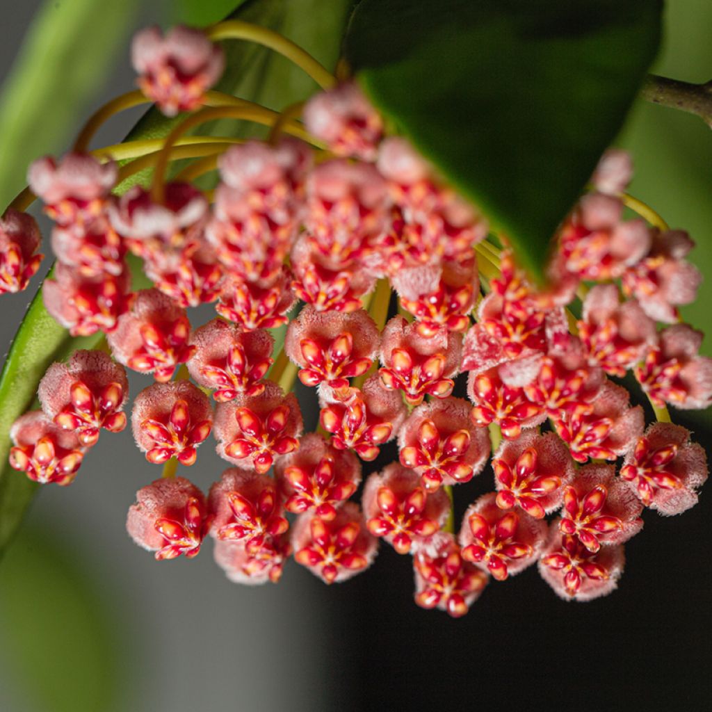 Hoya gracilis - Wax plant