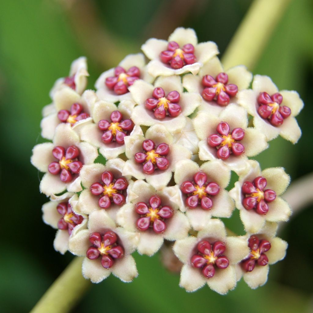 Hoya kerrii Variegata - Hoya heart