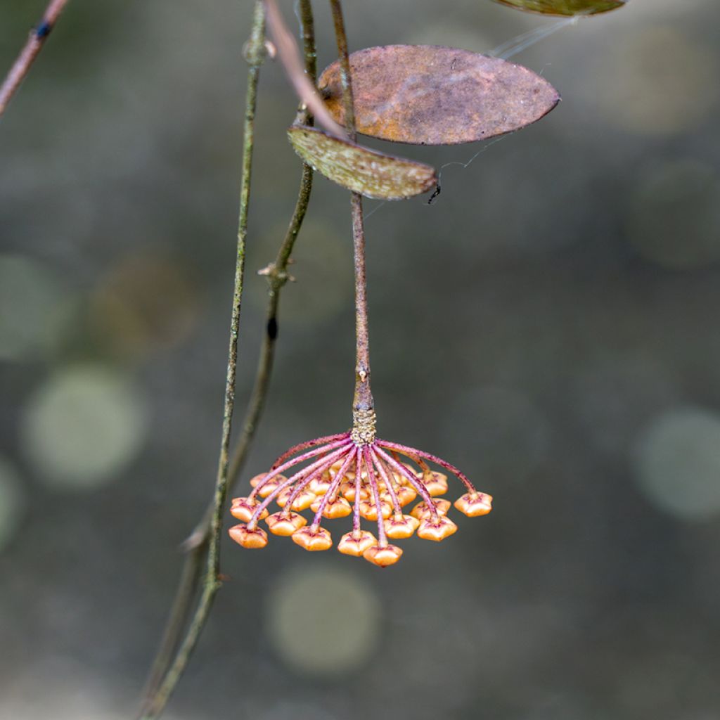 Hoya sigillatis - Wax plant