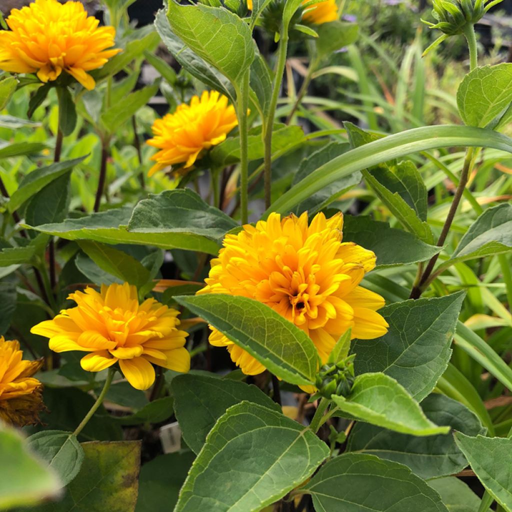 Helianthus decapetalus Soleil d'Or - Soleil vivace