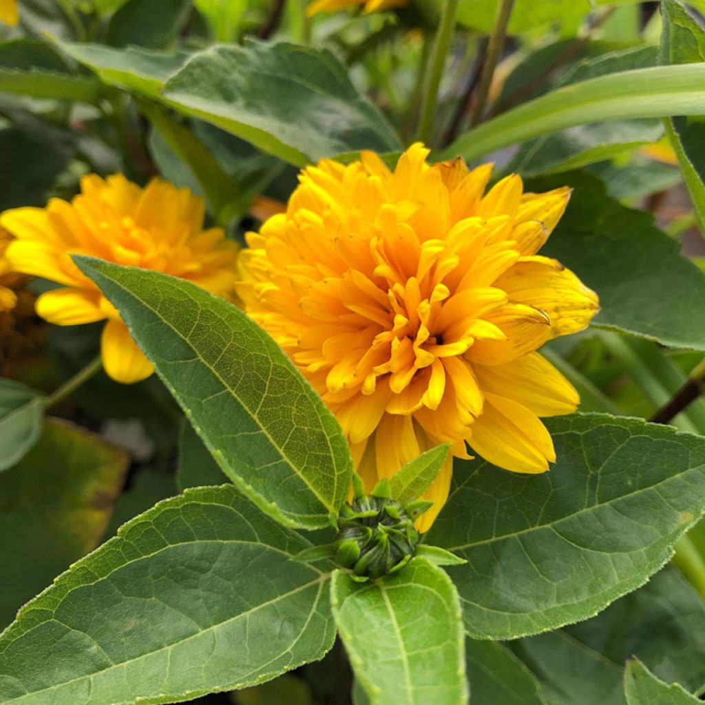 Helianthus decapetalus Soleil d'Or - Soleil vivace