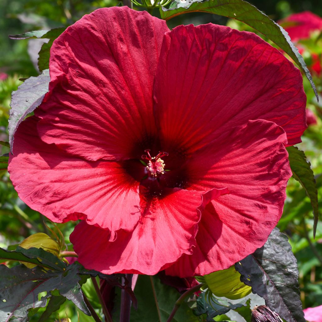 Hibiscus moscheutos Rouge