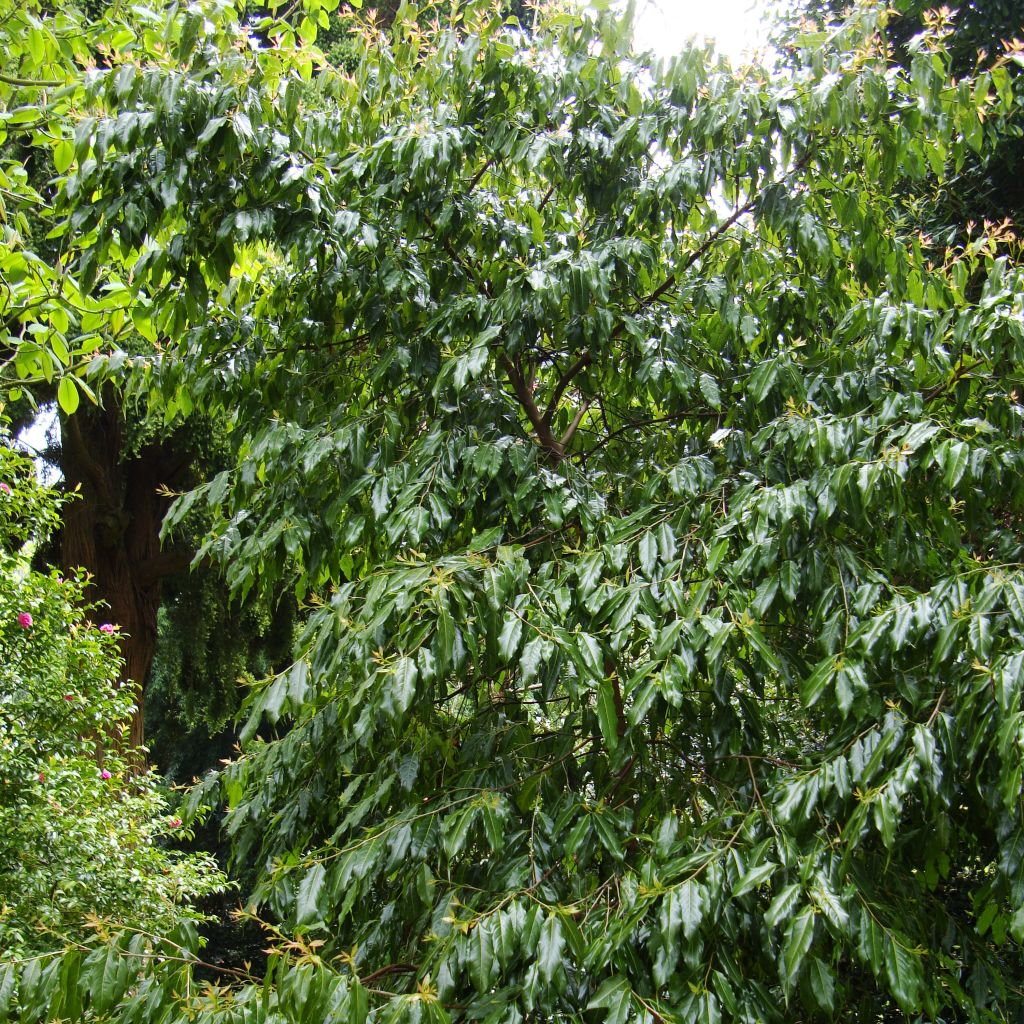 Huodendron biaristatum 