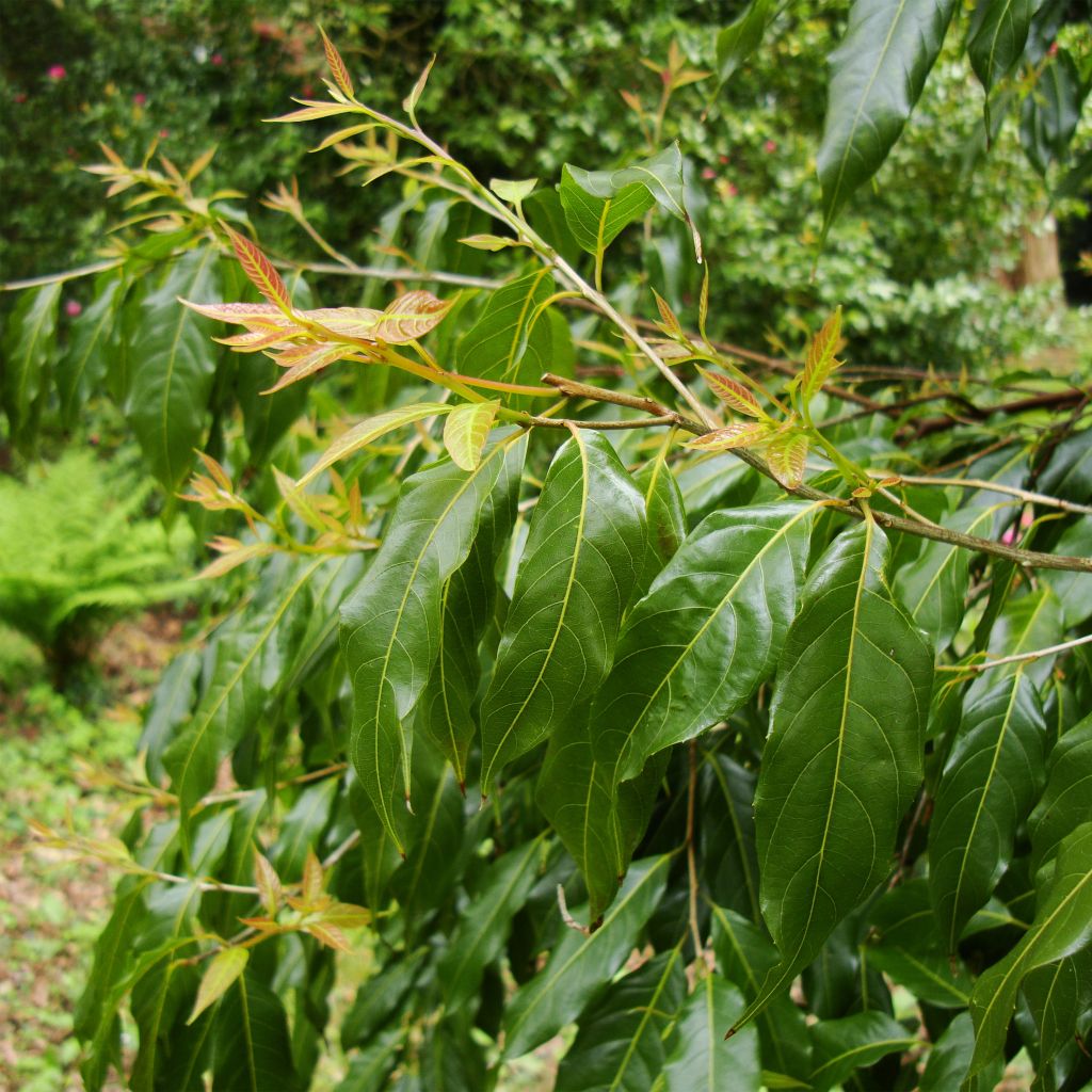 Huodendron biaristatum