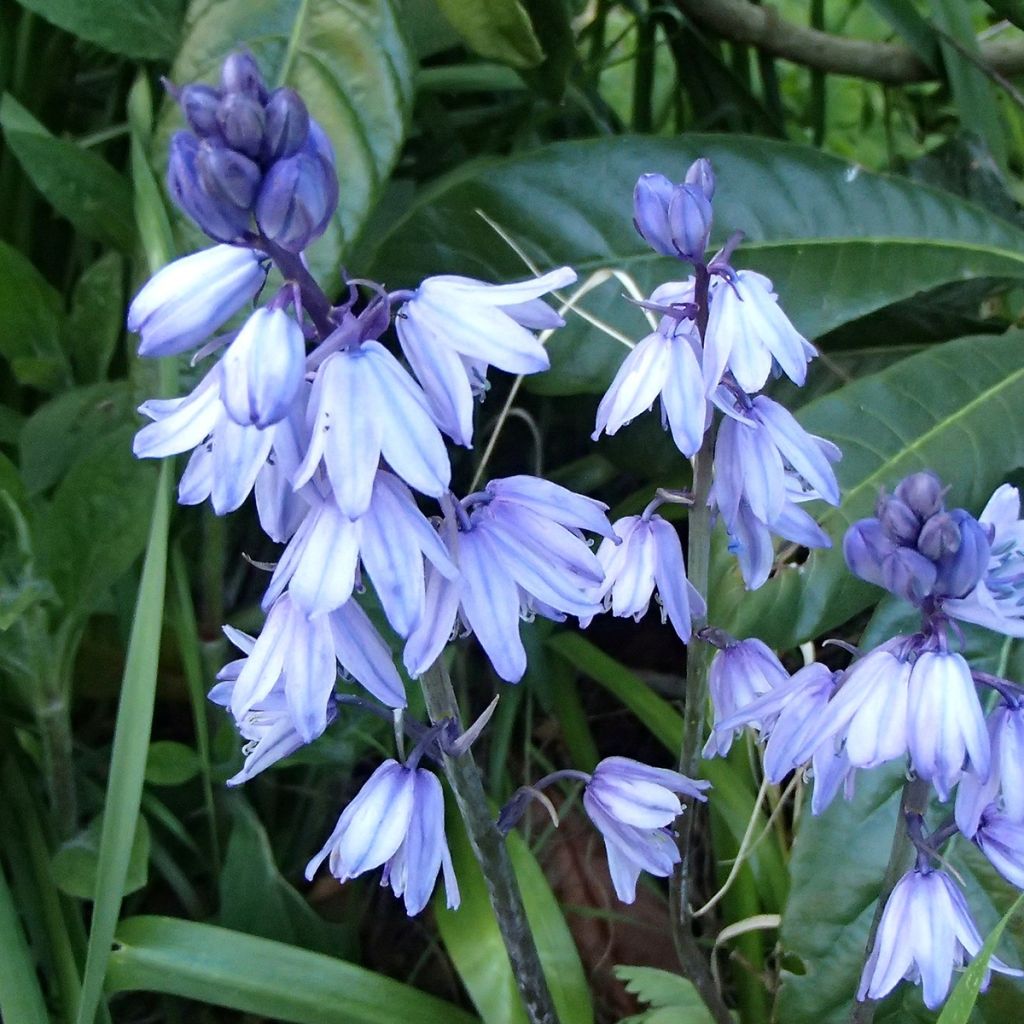 Jacinthes d'Espagne en mélange - Hyacinthoides hispanica 