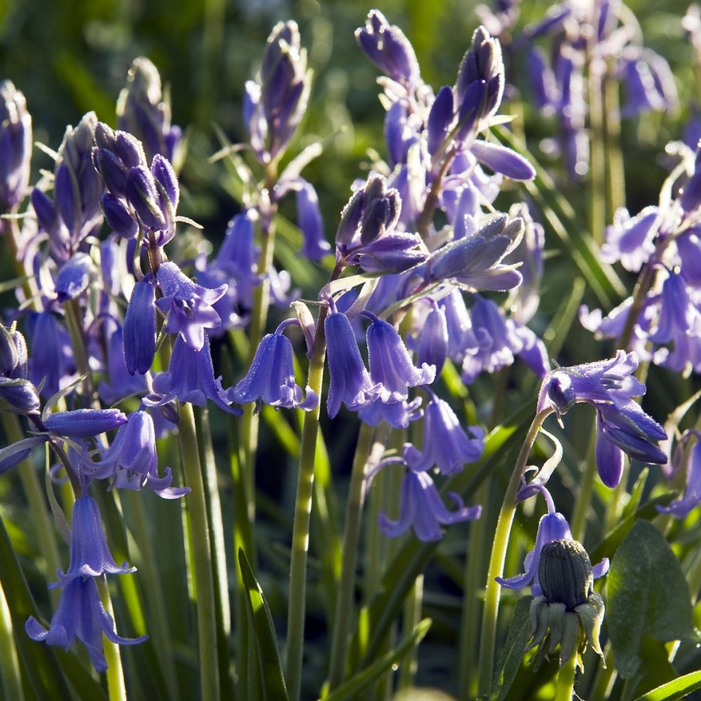 Jacinthes d'Espagne en mélange - Hyacinthoides hispanica 