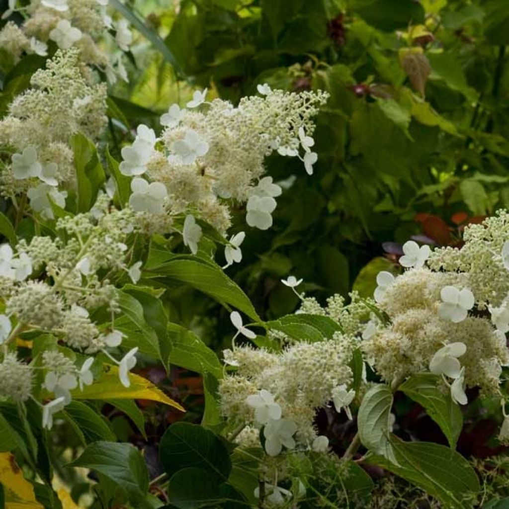 Hortensia - Hydrangea paniculata Kyushu en pot de 10 L