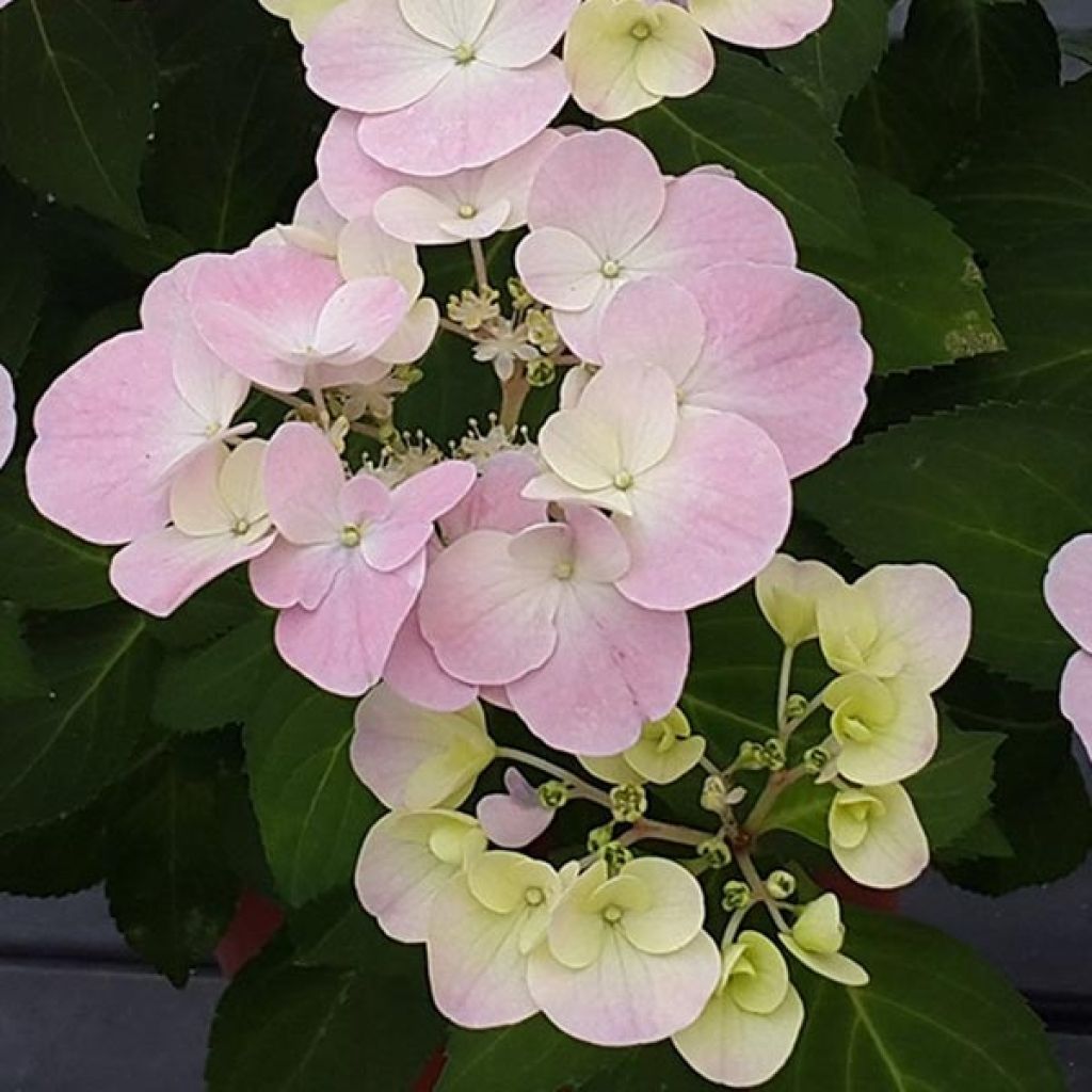 Hortensia - Hydrangea French Bolero