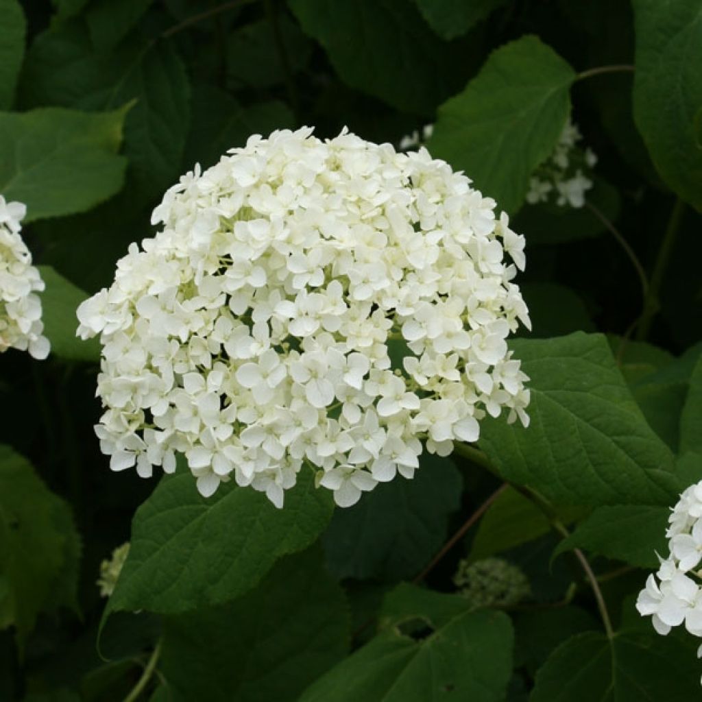 Hydrangea arborescens Annabelle