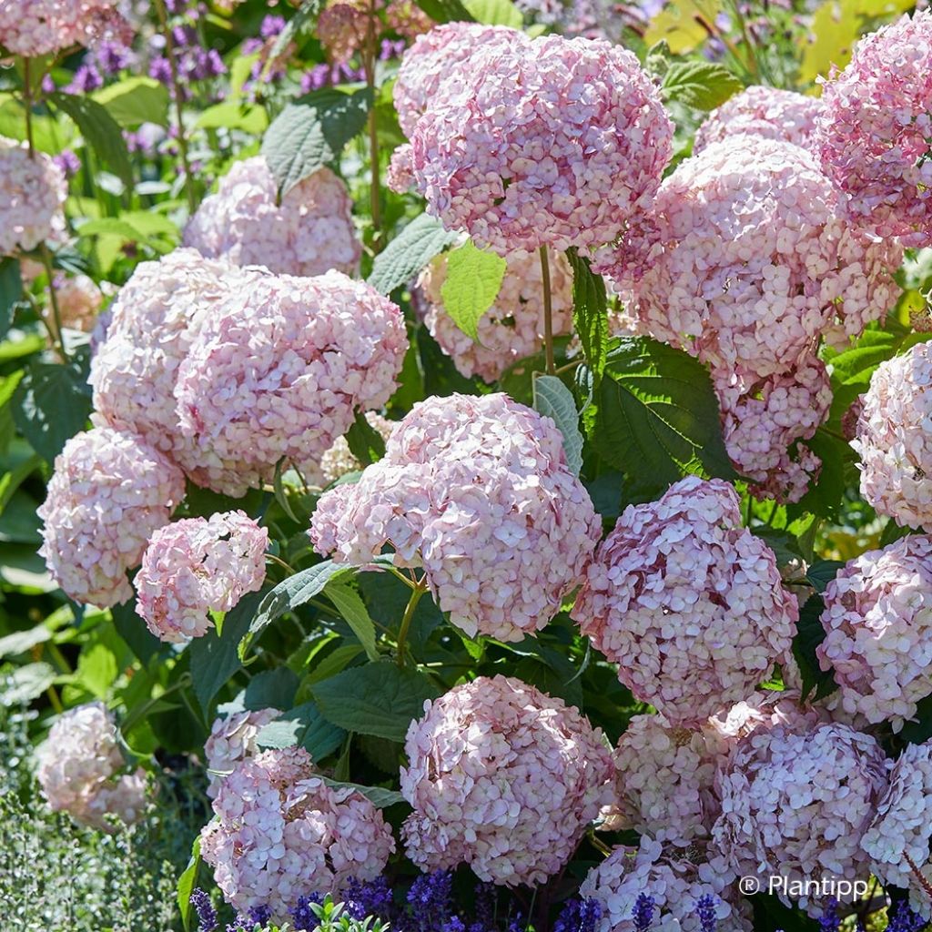 Hydrangea arborescens Candybelle Bubblegum