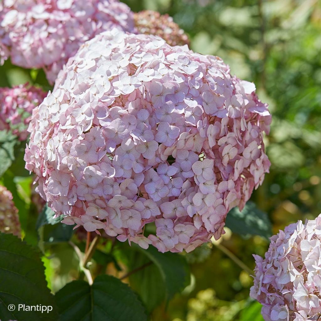 Hydrangea arborescens Candybelle Bubblegum