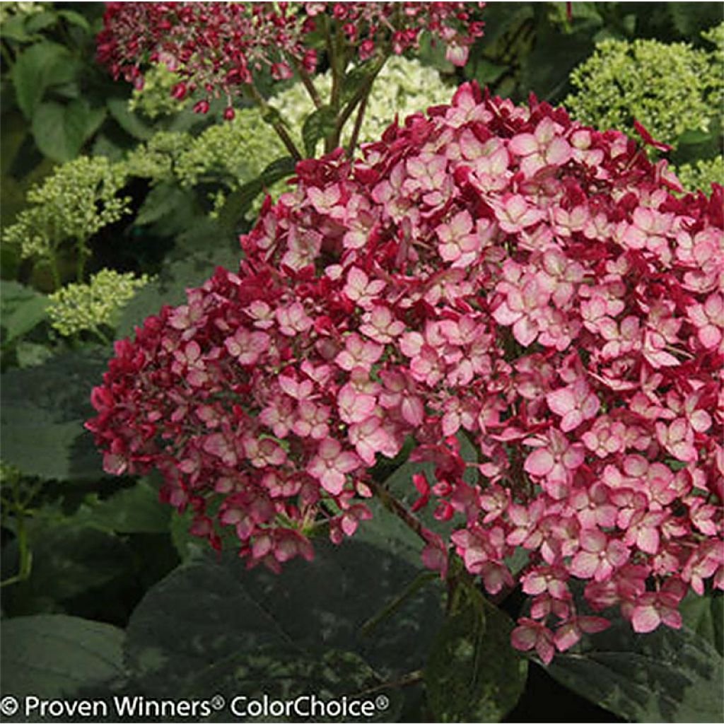 Hydrangea arborescens Ruby Annabelle ® 