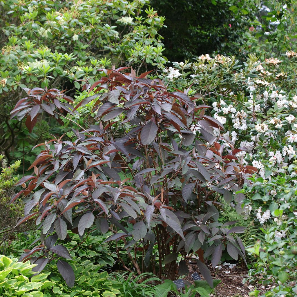 Hydrangea aspera Hot Chocolate