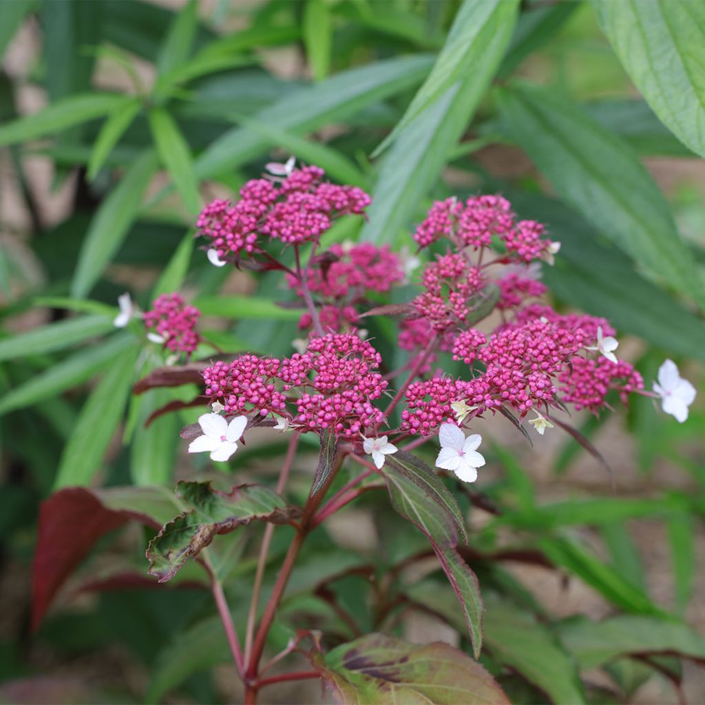 Hortensia - Hydrangea aspera Rosemary Foster 