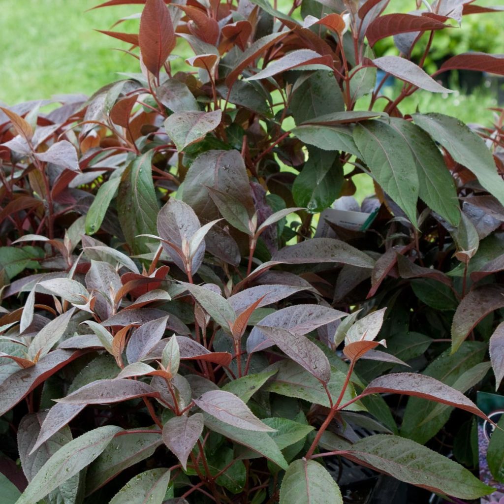 Hydrangea aspera Hot Chocolate