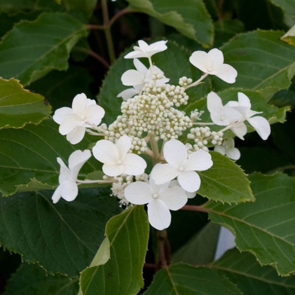 Hydrangea paniculata Levana